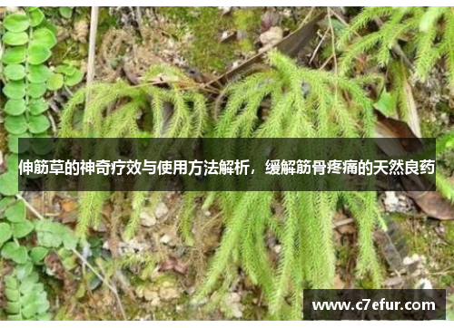 伸筋草的神奇疗效与使用方法解析，缓解筋骨疼痛的天然良药